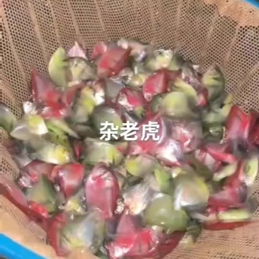 观赏鱼