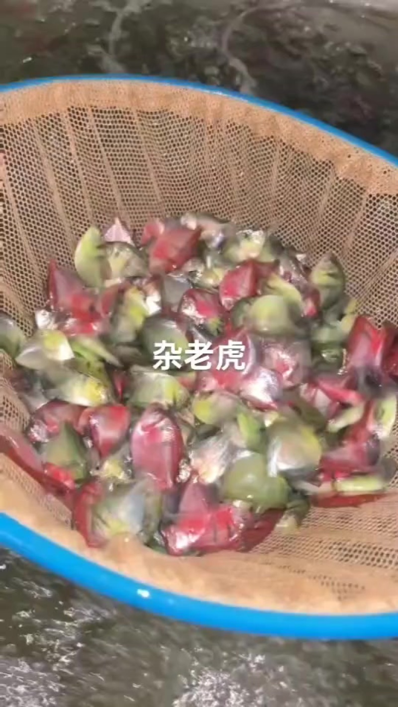 观赏鱼