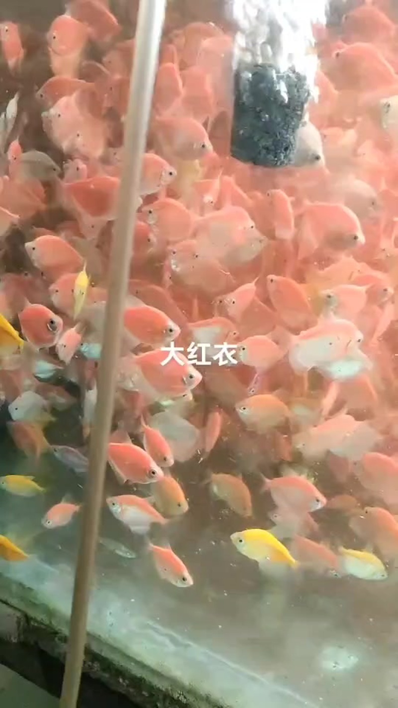 观赏鱼