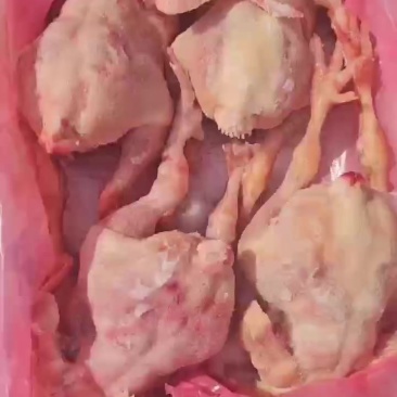 大肉食鸡20吨
