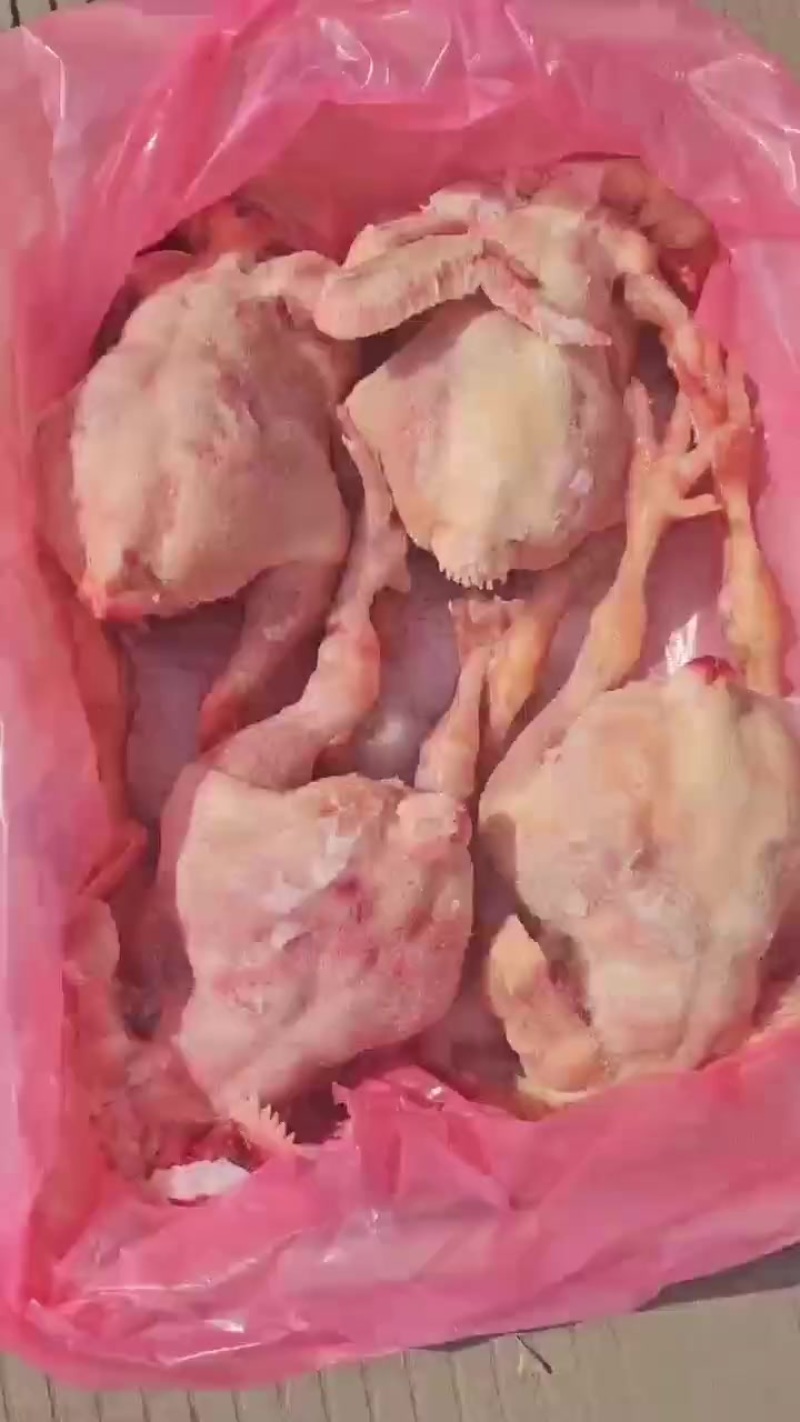 大肉食鸡20吨