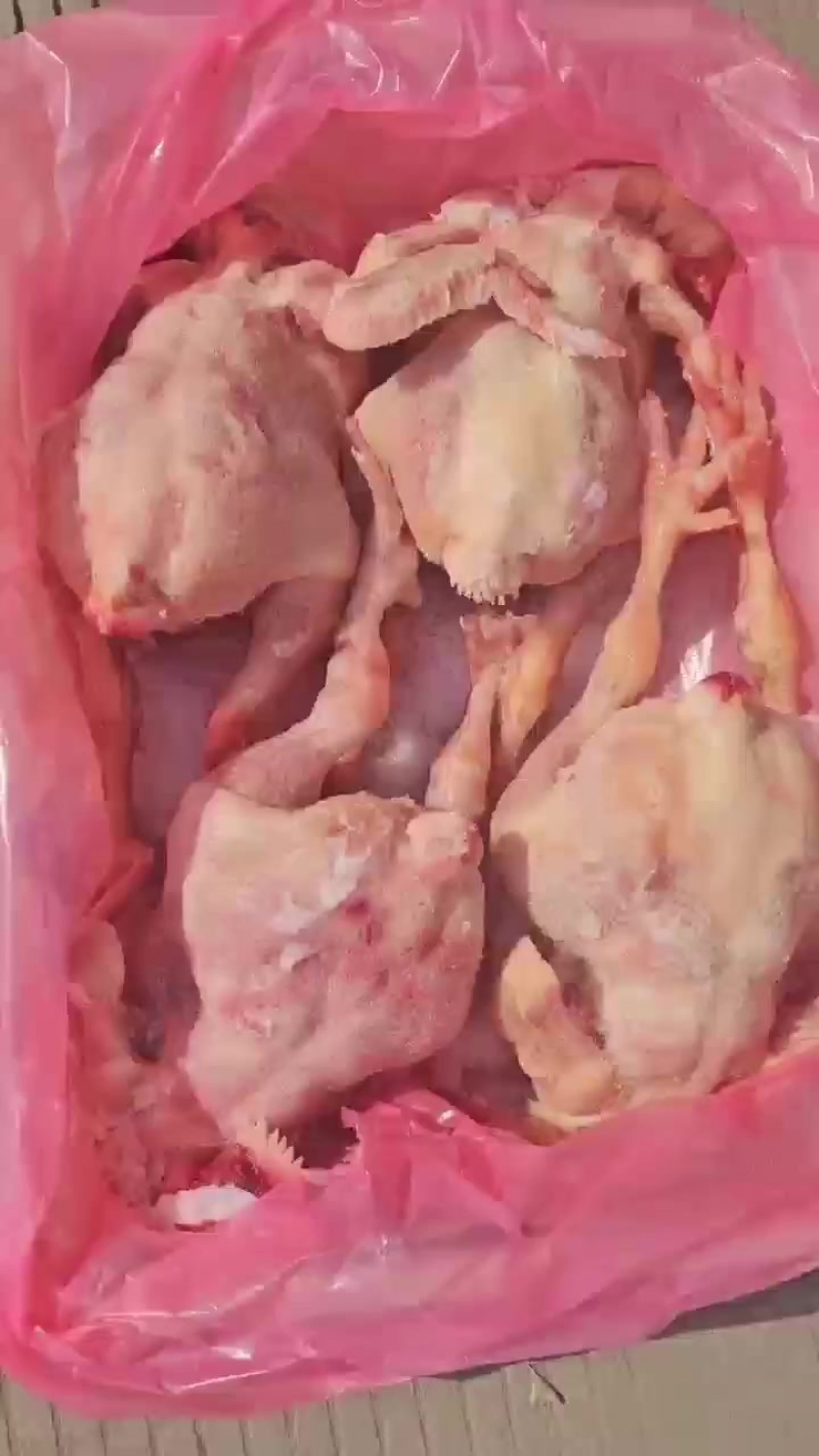 大肉食鸡20吨