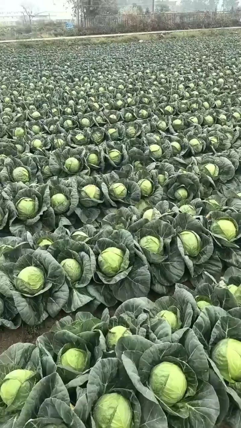 精品甘蓝十五，大量有货，价格低，用的联系