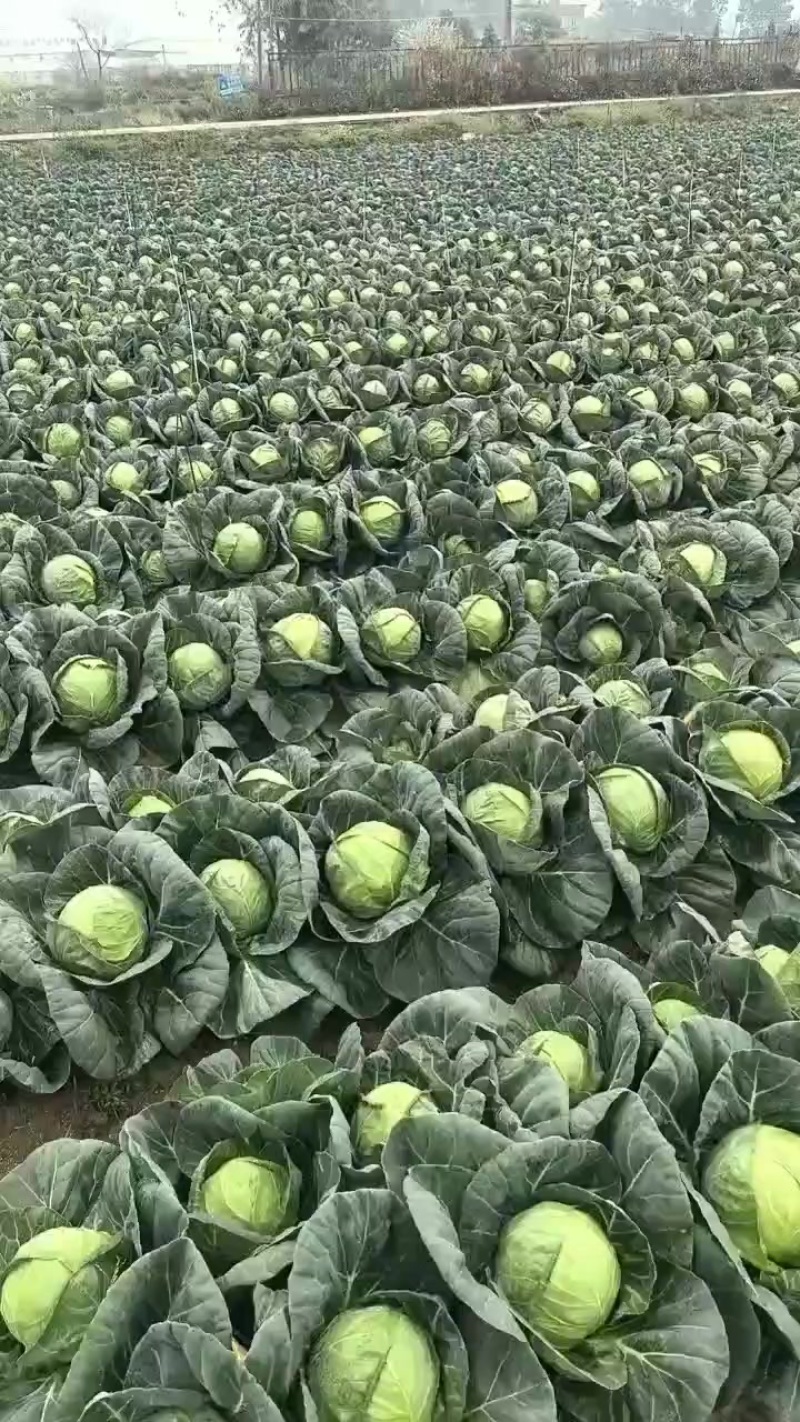 精品甘蓝十五，大量有货。用的联系，价格不高。