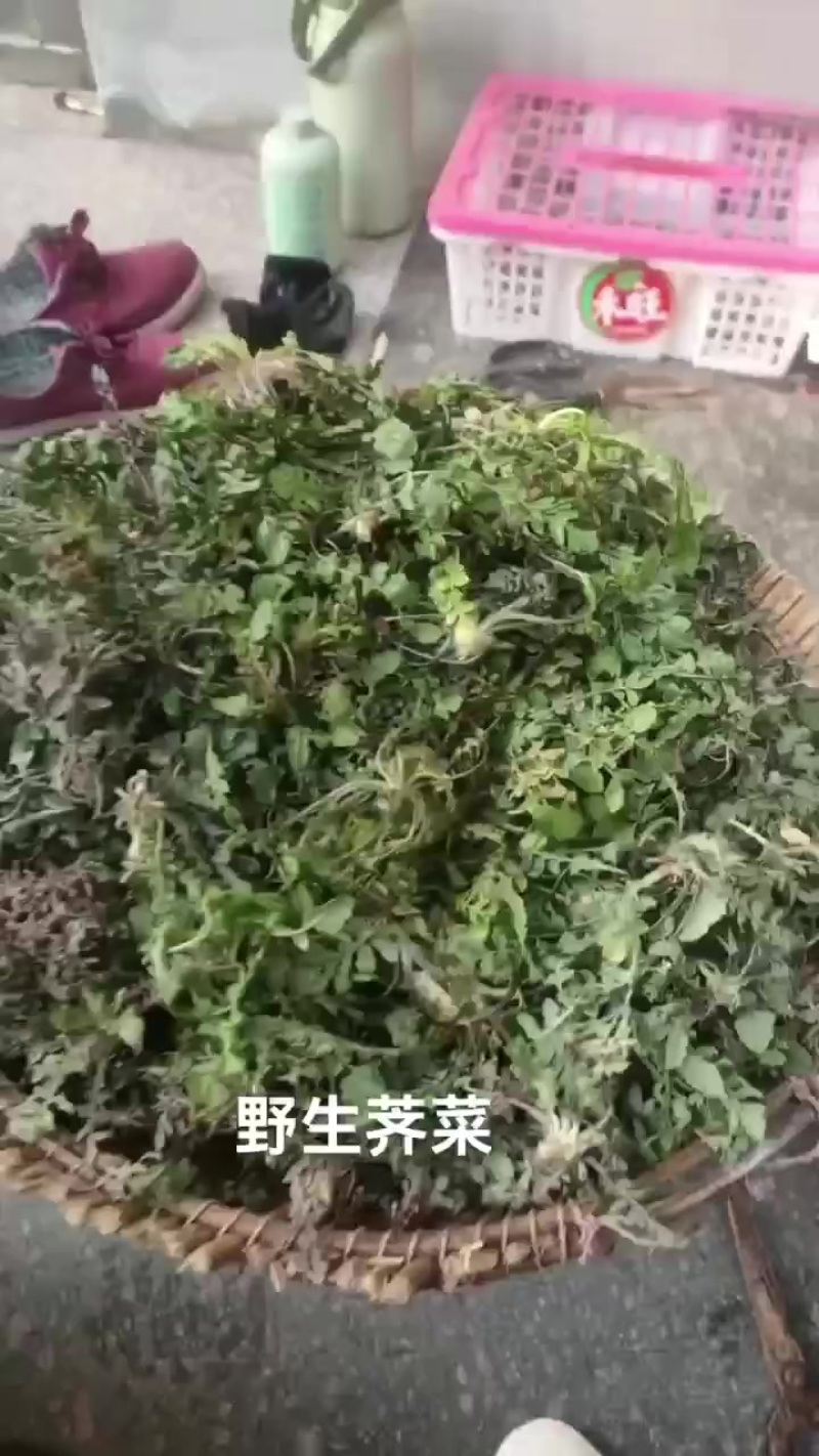 野生荠菜花叶，小叶