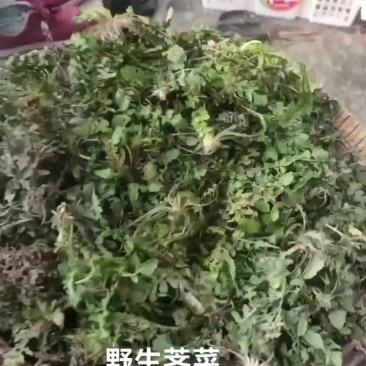 野生荠菜花叶，小叶