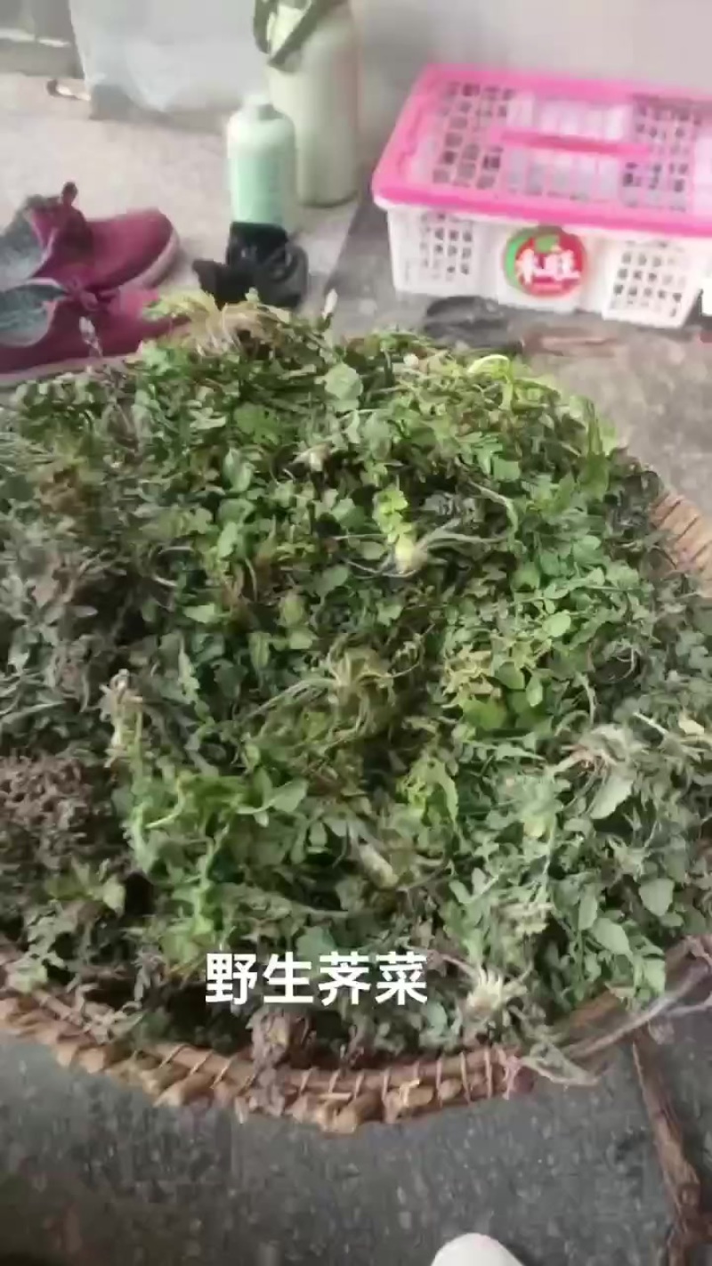 野生荠菜花叶，小叶