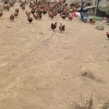 自家养的果园鸡