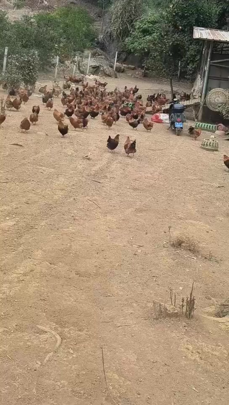 自家养的果园鸡