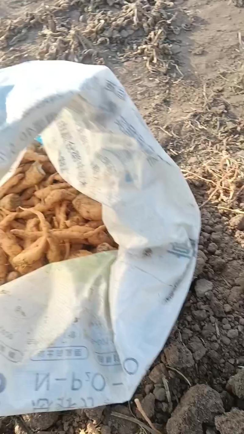 地黄种子，生地种子