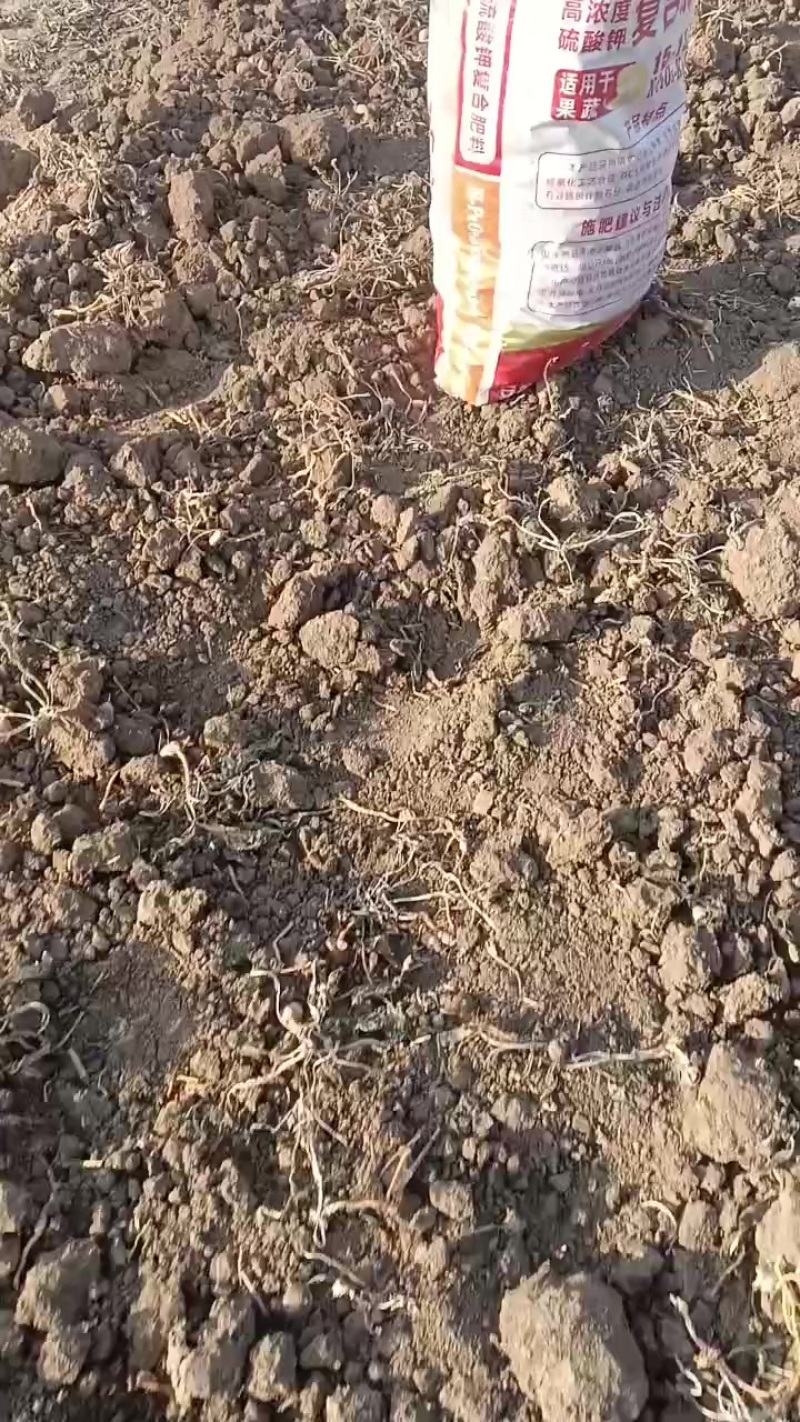 地黄种子，生地种子