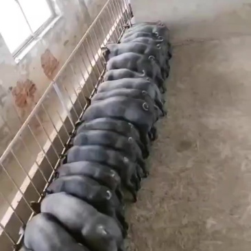 沂蒙黑猪仔，沂蒙黑金刚，长的快，体型好，价格便宜，