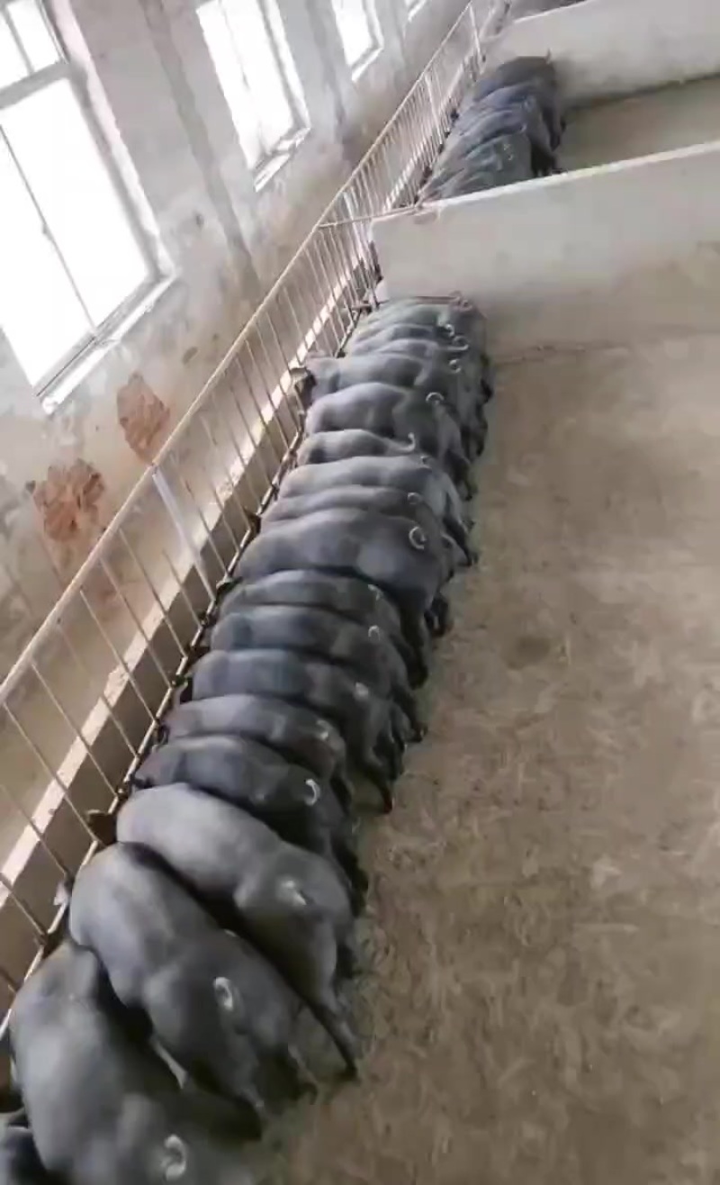 沂蒙黑猪仔，沂蒙黑金刚，长的快，体型好，价格便宜，