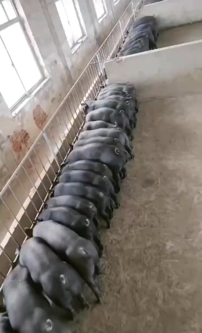 沂蒙黑猪仔，沂蒙黑金刚，长的快，体型好，价格便宜，