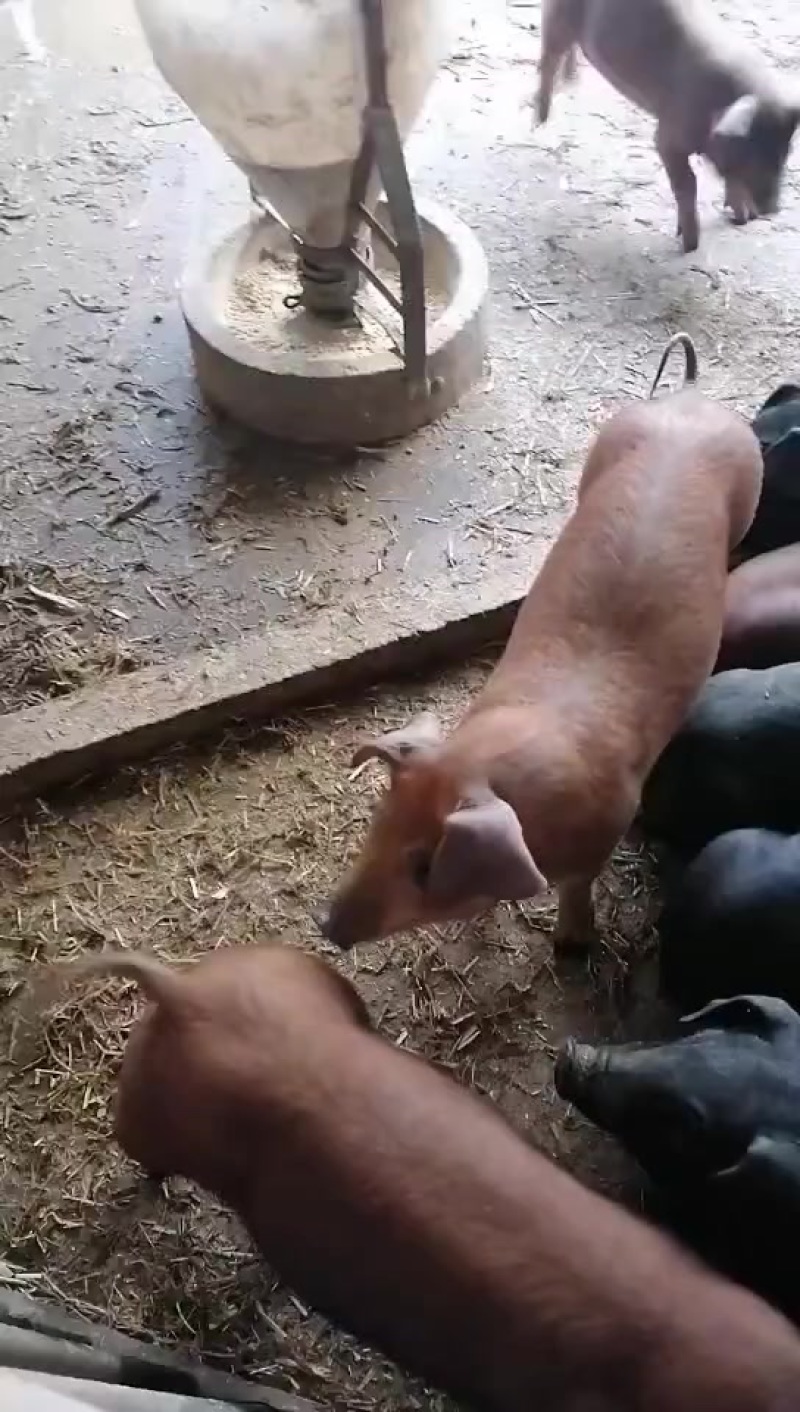沂蒙黑猪仔，沂蒙黑金刚，长的快，体型好，价格便宜，
