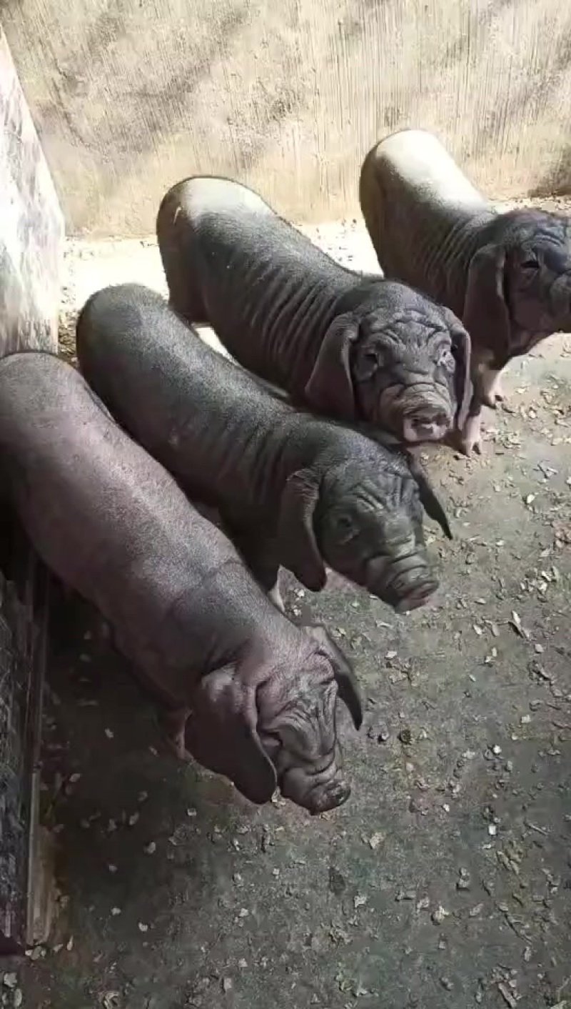 沂蒙黑猪仔，沂蒙黑金刚，长的快，体型好，价格便宜，