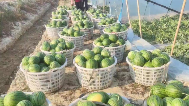 特小凤黄西瓜