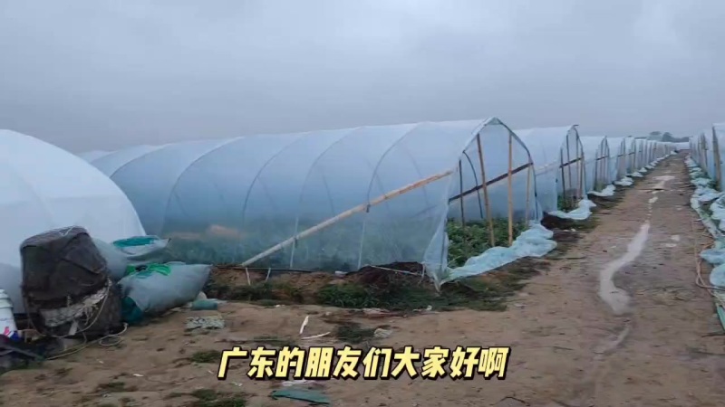 特小凤黄西瓜