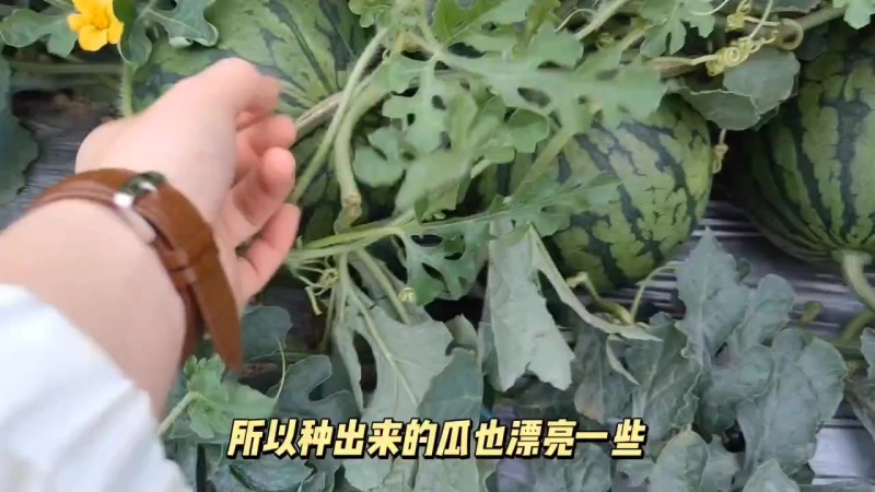 特小凤黄西瓜