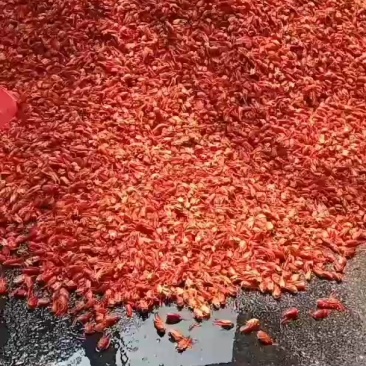 新鲜龙虾壳