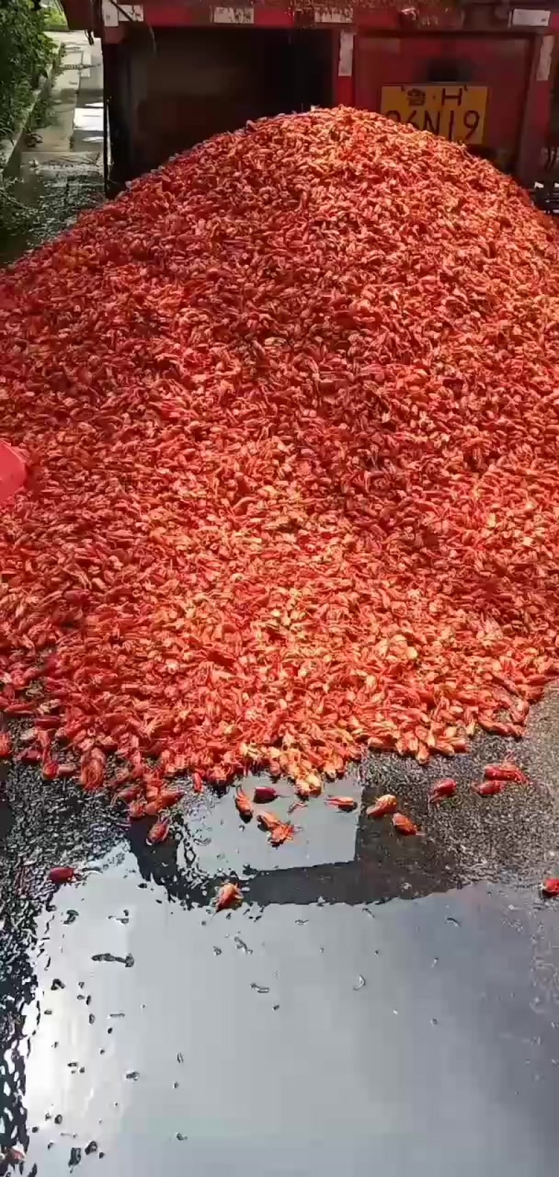新鲜龙虾壳