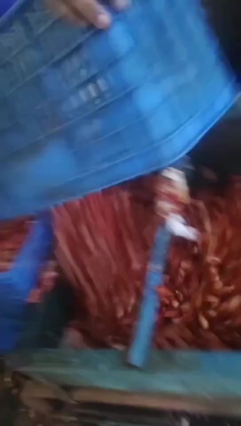 新鲜龙虾壳