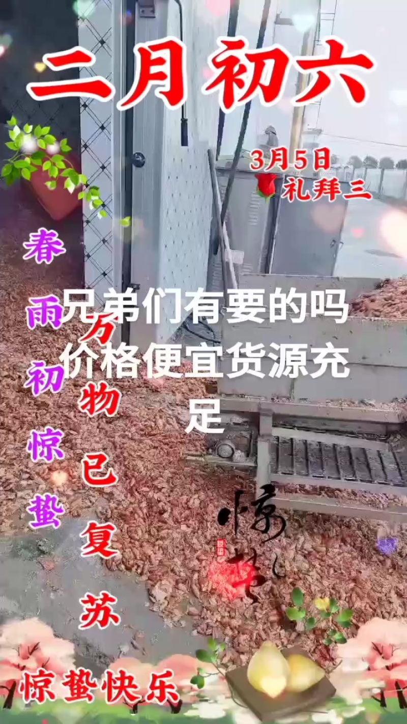 新鲜龙虾壳