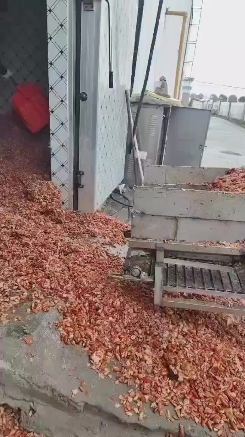 新鲜龙虾壳