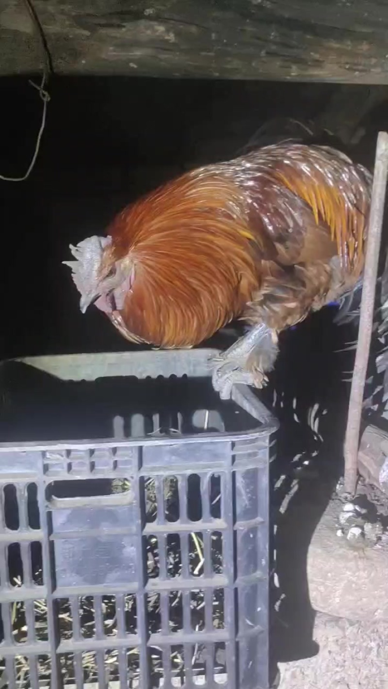 土鸡蛋，土鸡黑番鸭