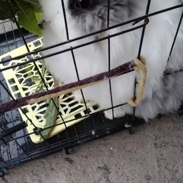 猫猫兔