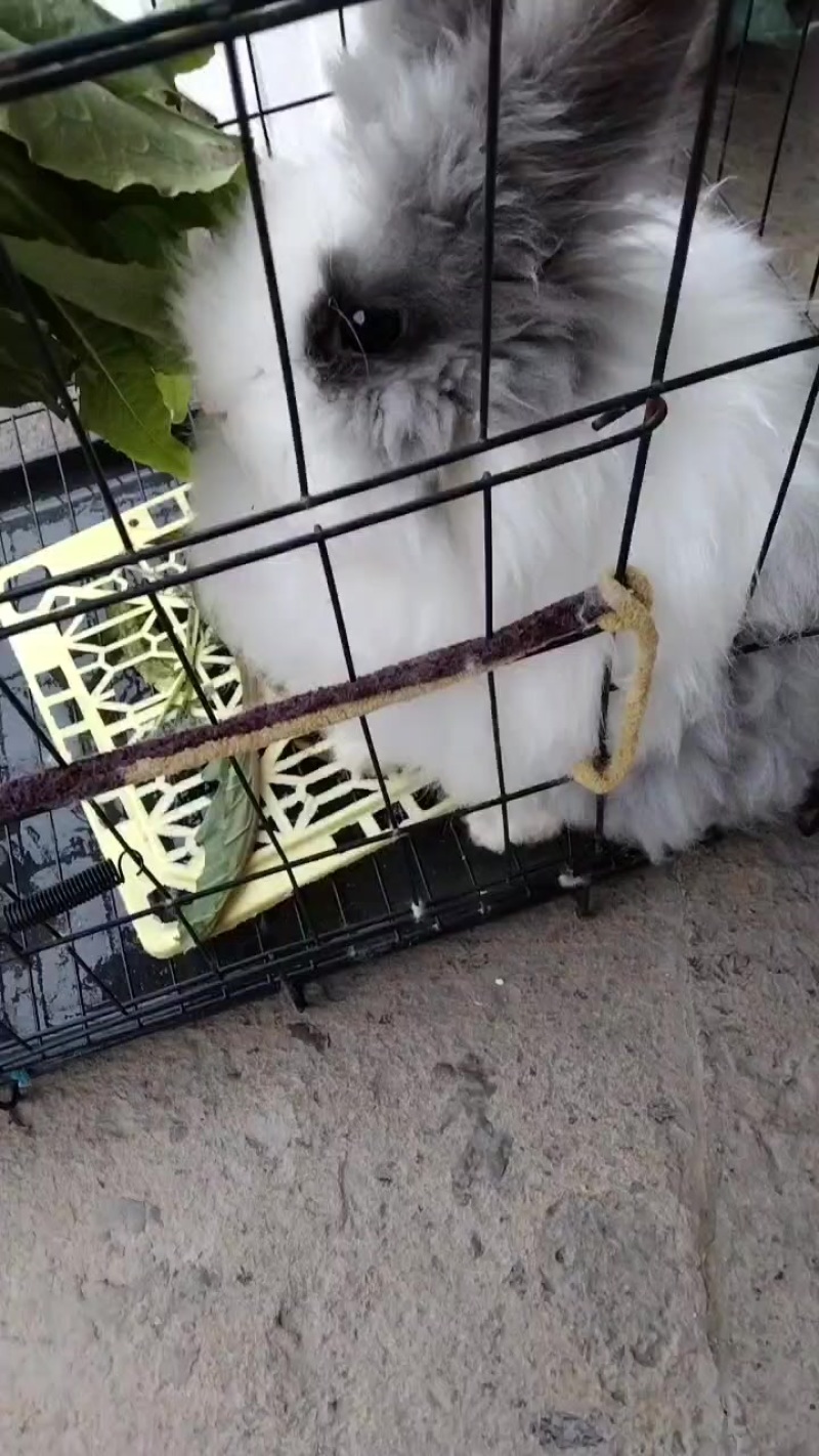 猫猫兔