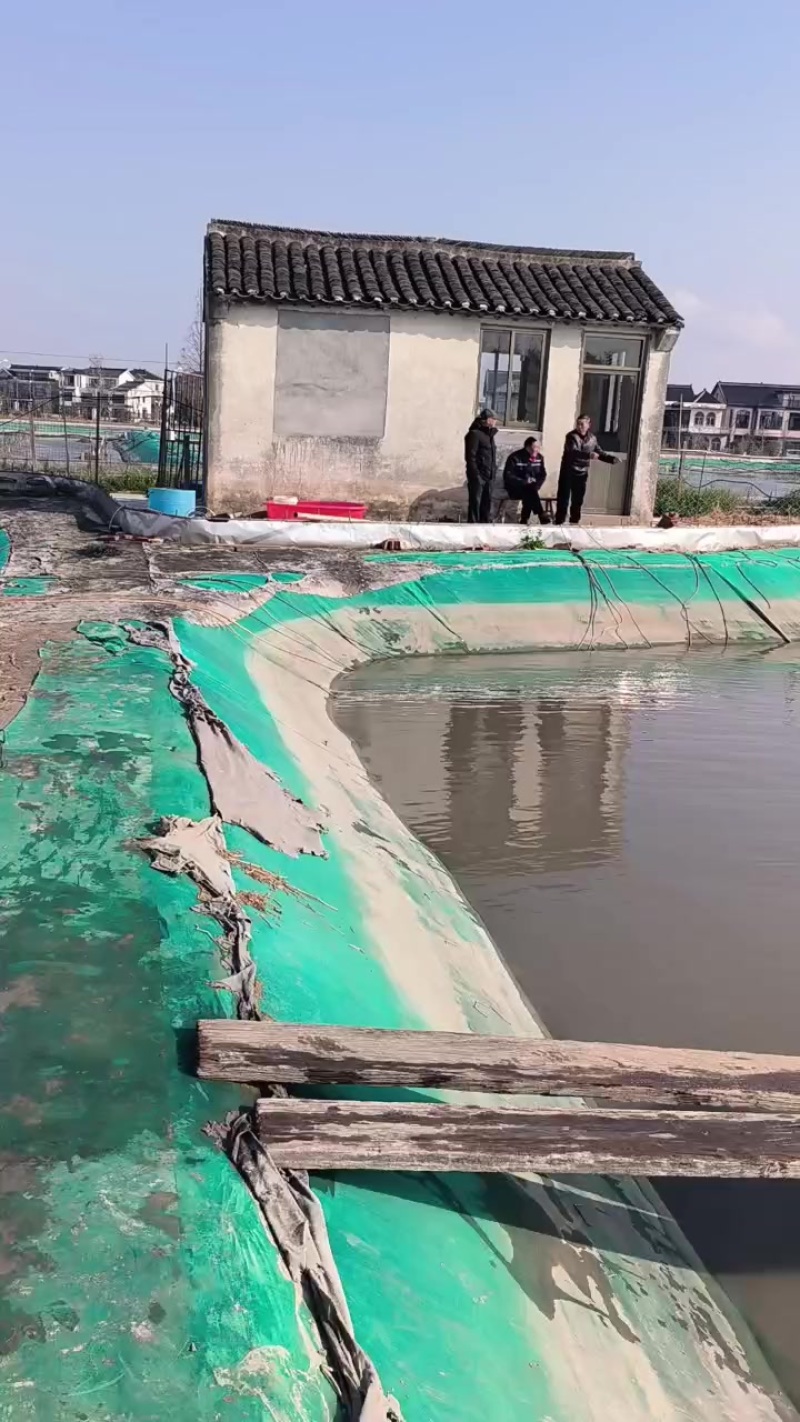 蟹苗
