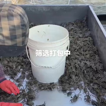 蟹苗