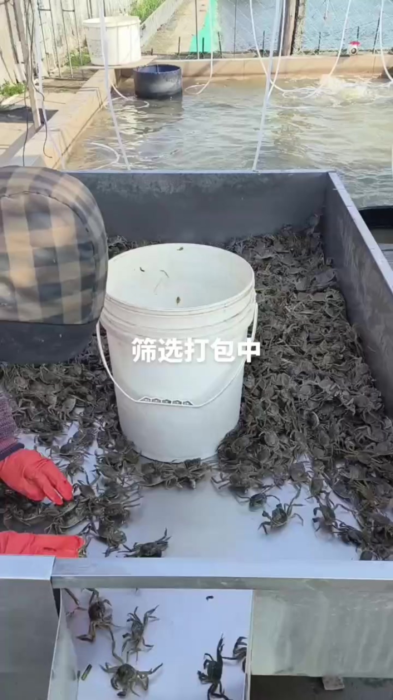 蟹苗