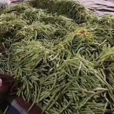 3.6号芸豆，精品通货全都有货，喜欢的老板可以提前约约了