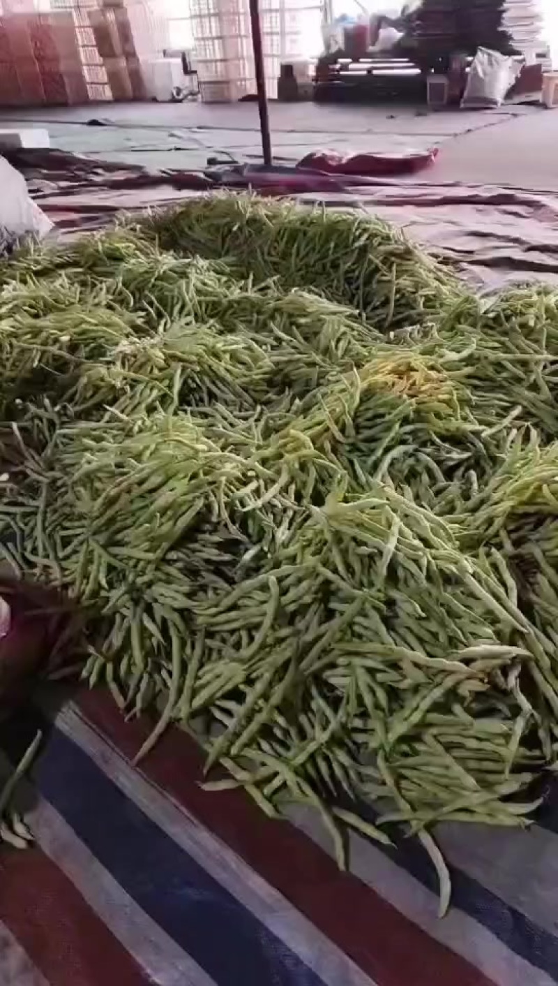 3.6号芸豆，精品通货全都有货，喜欢的老板可以提前约约了