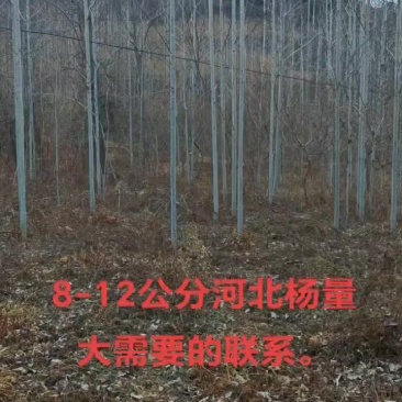 河北杨