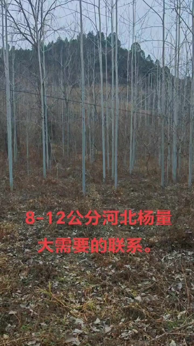 河北杨
