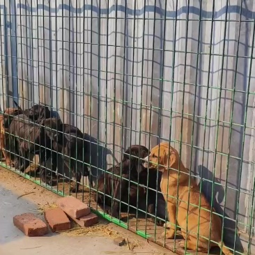 幼犬