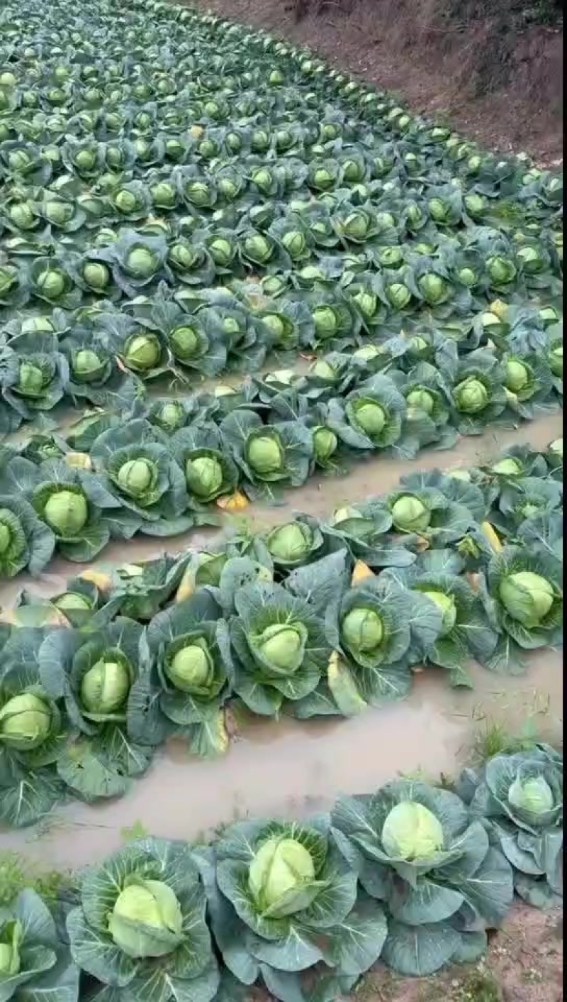 精品大量有货，个头2斤左右，质量好，价格低，需要的联