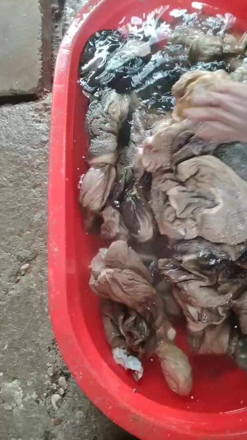 50吨羊毛肚
