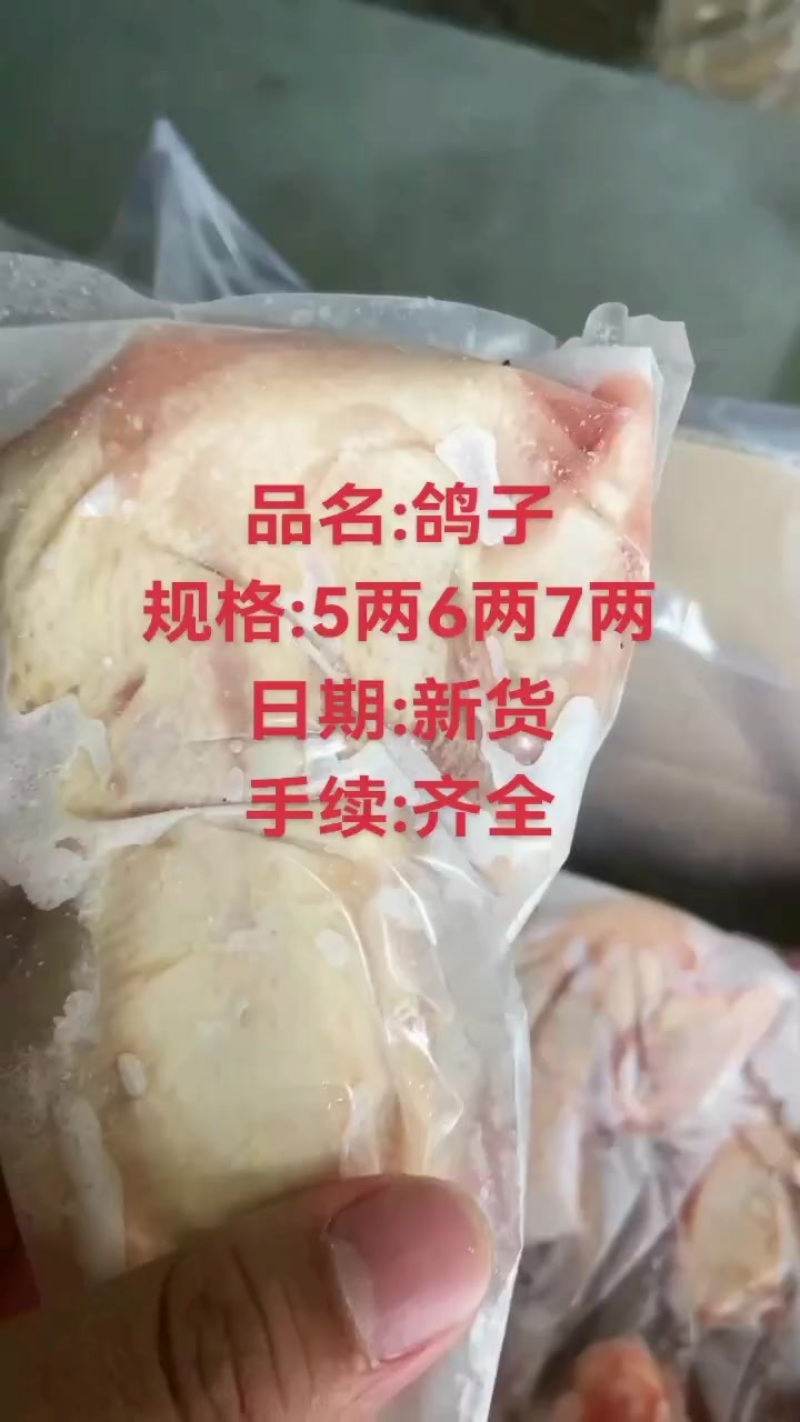 鸽子肉