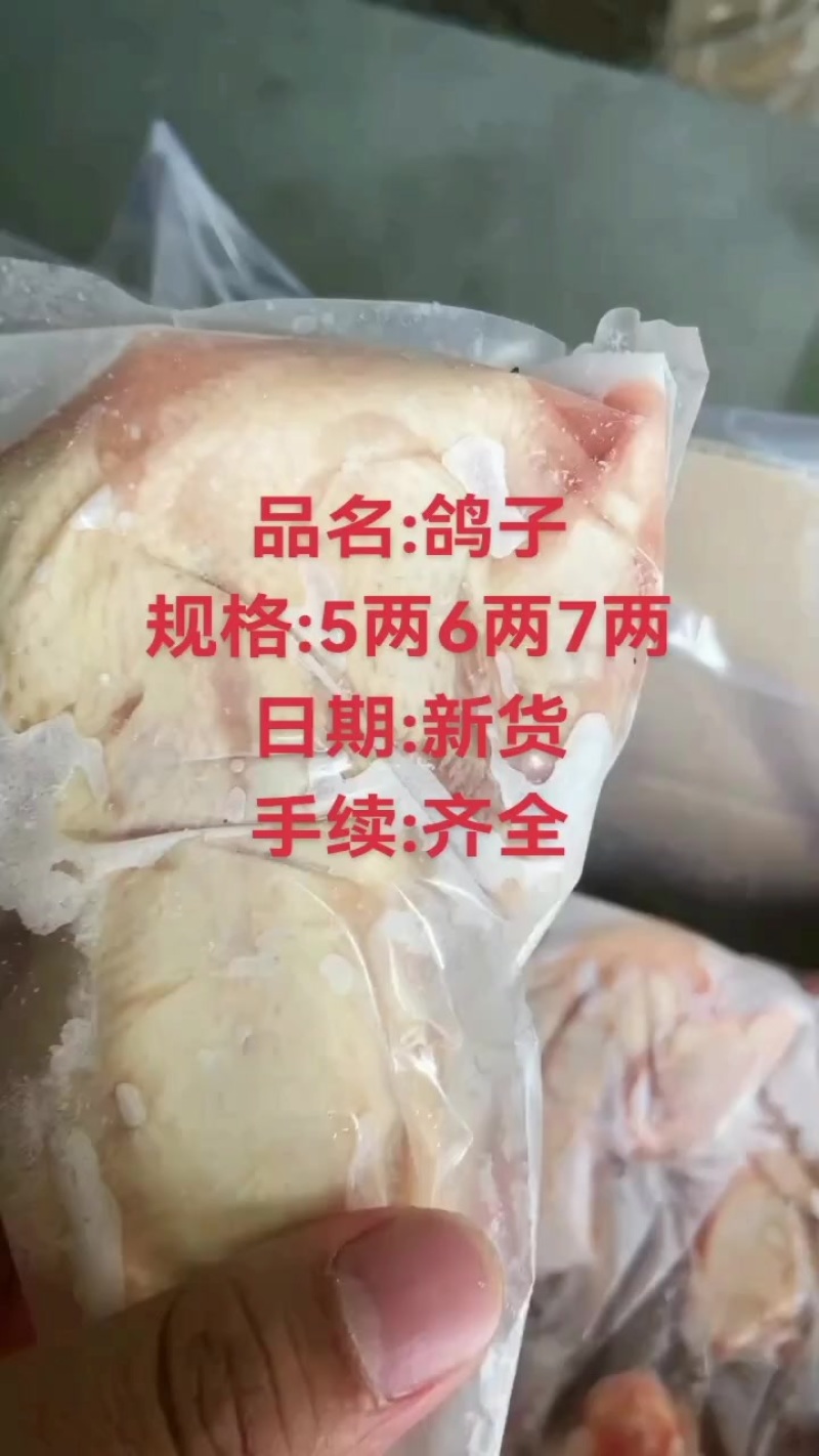 鸽子肉