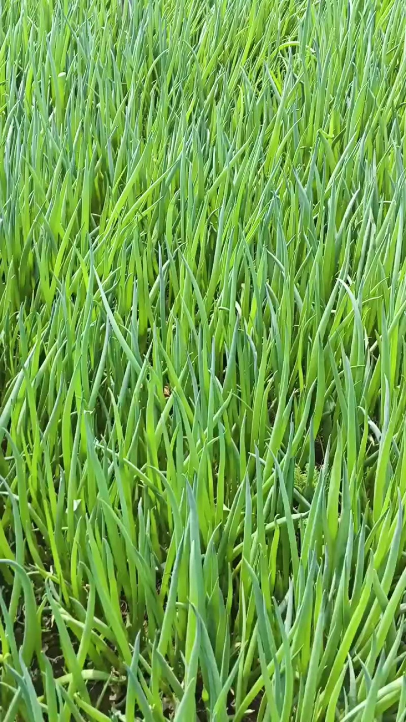 小葱