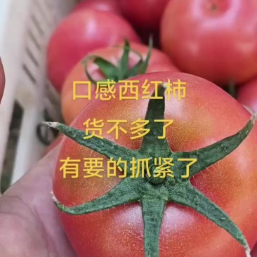 西红柿