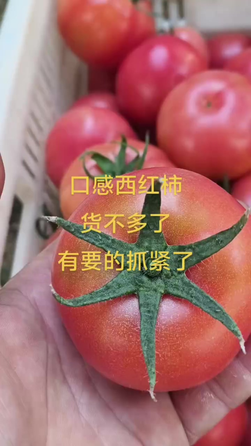 西红柿