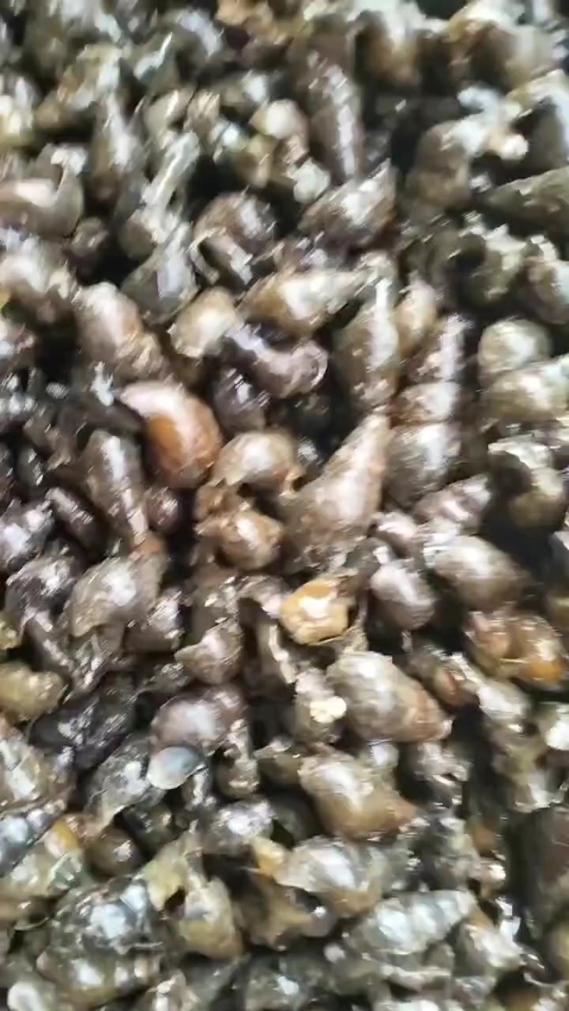鲜活，靓螺。正宗的山坑螺，有需要的老板请联系！