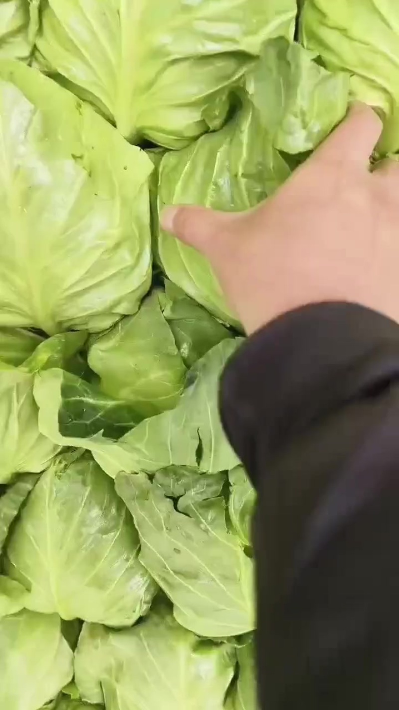 精品甘蓝