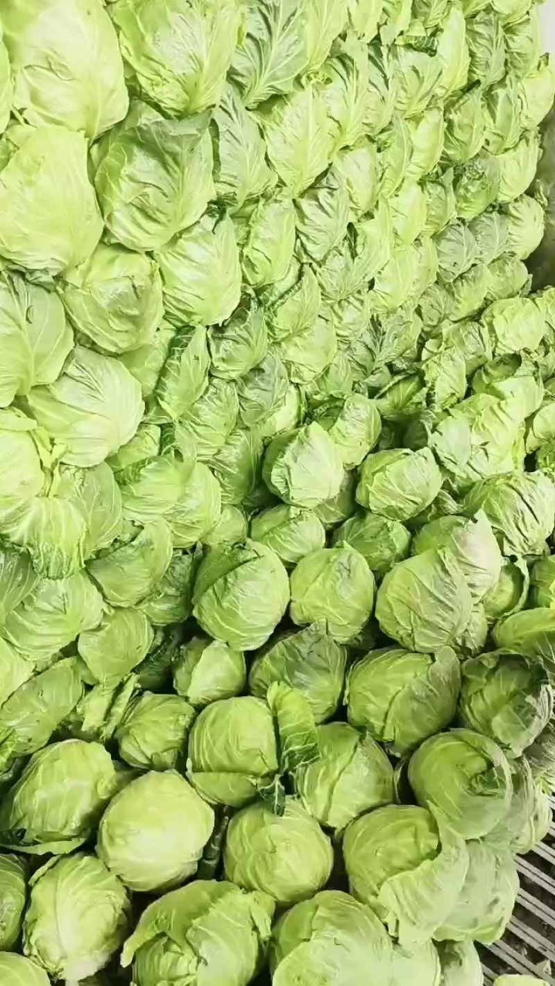 精品甘蓝