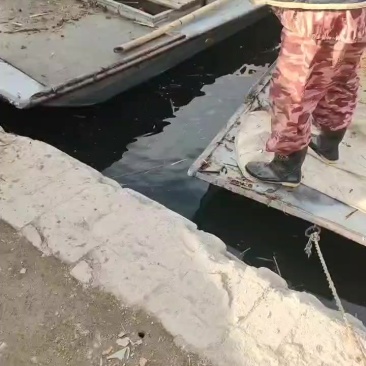 精品芦苇苗